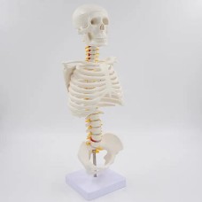 Модель человеческого скелета, медицинский учебный макет 45см