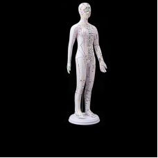 Акупунктурный макет женщины белый 62см