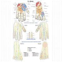 Плакат рефлексогенных зон стоп и ног