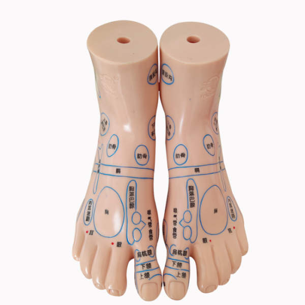 Акупунктурный макет ноги пара