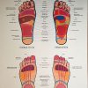 Плакат рефлексогенных зон стоп ног