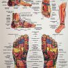 Плакат рефлексогенных зон стоп и ног