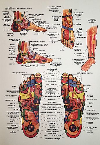 Плакат рефлексогенных зон стоп и ног Плакат рефлексогенных зон стоп и ног