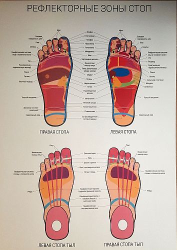 Плакат рефлексогенных зон стоп ног