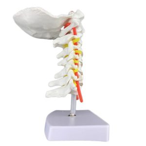 Макет скелета человека шейного позвонка с сонной артерией, затылочной костью, межпозвоночным диском и моделью нерва
