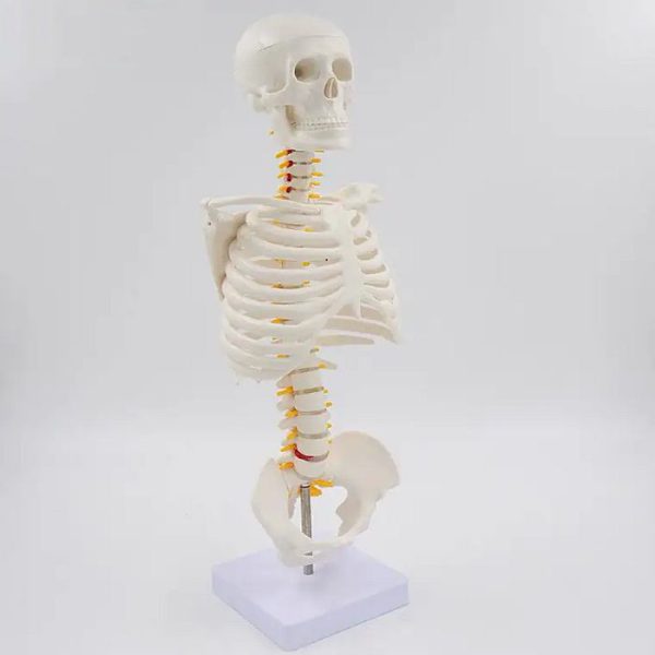 Модель человеческого скелета, медицинский учебный макет 45см Модель человеческого скелета, медицинский учебный макет 45см
